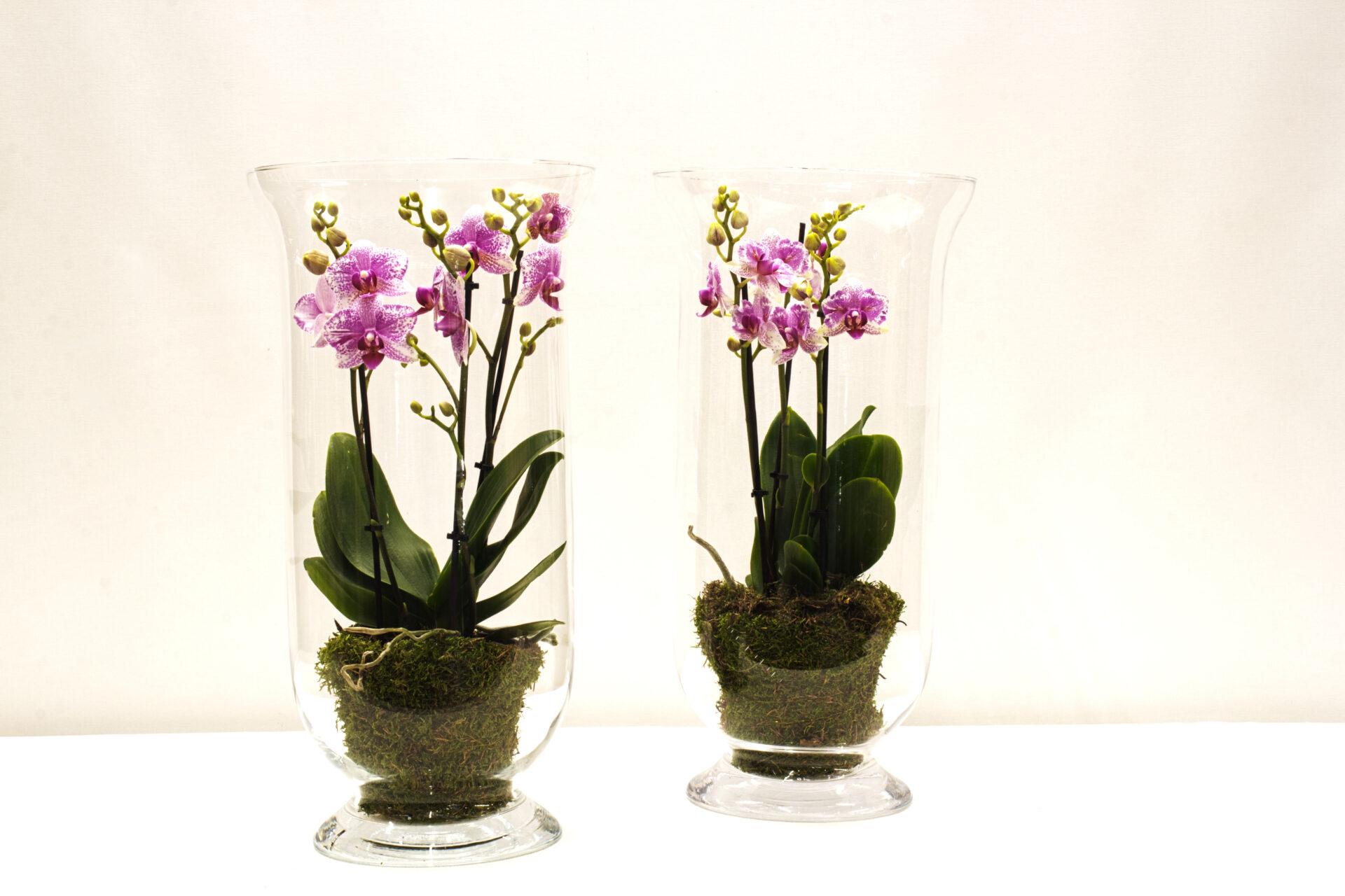 infrastructuur Ruimteschip Berg Vesuvius Orchidee in glas - roze - Bloemen Reynaert